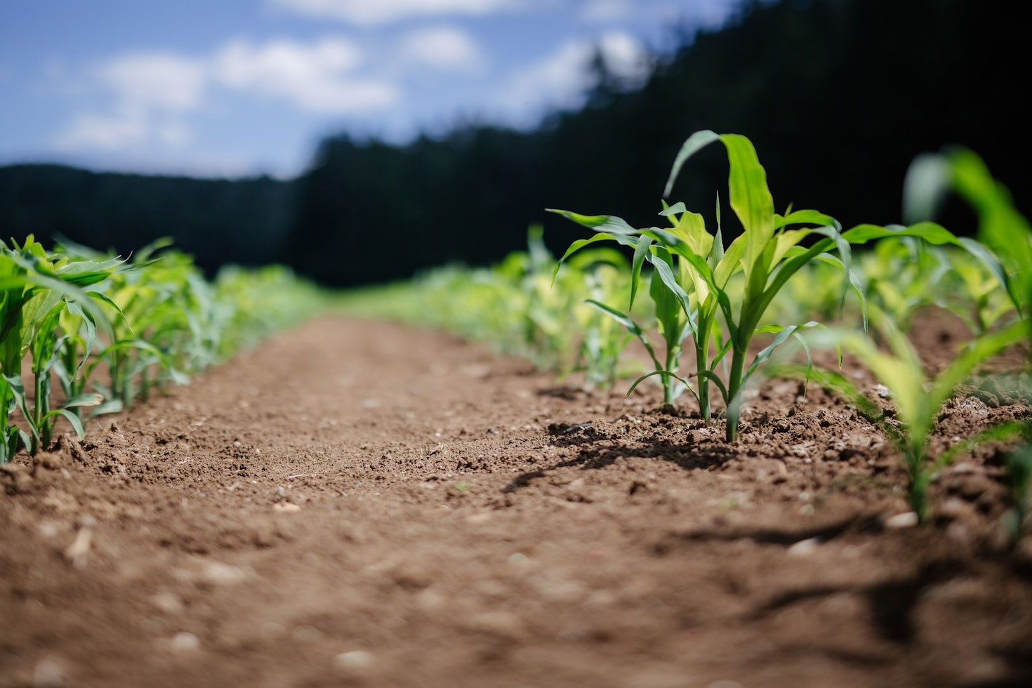 Understanding the Importance of Ecosystem-Friendly Agriculture