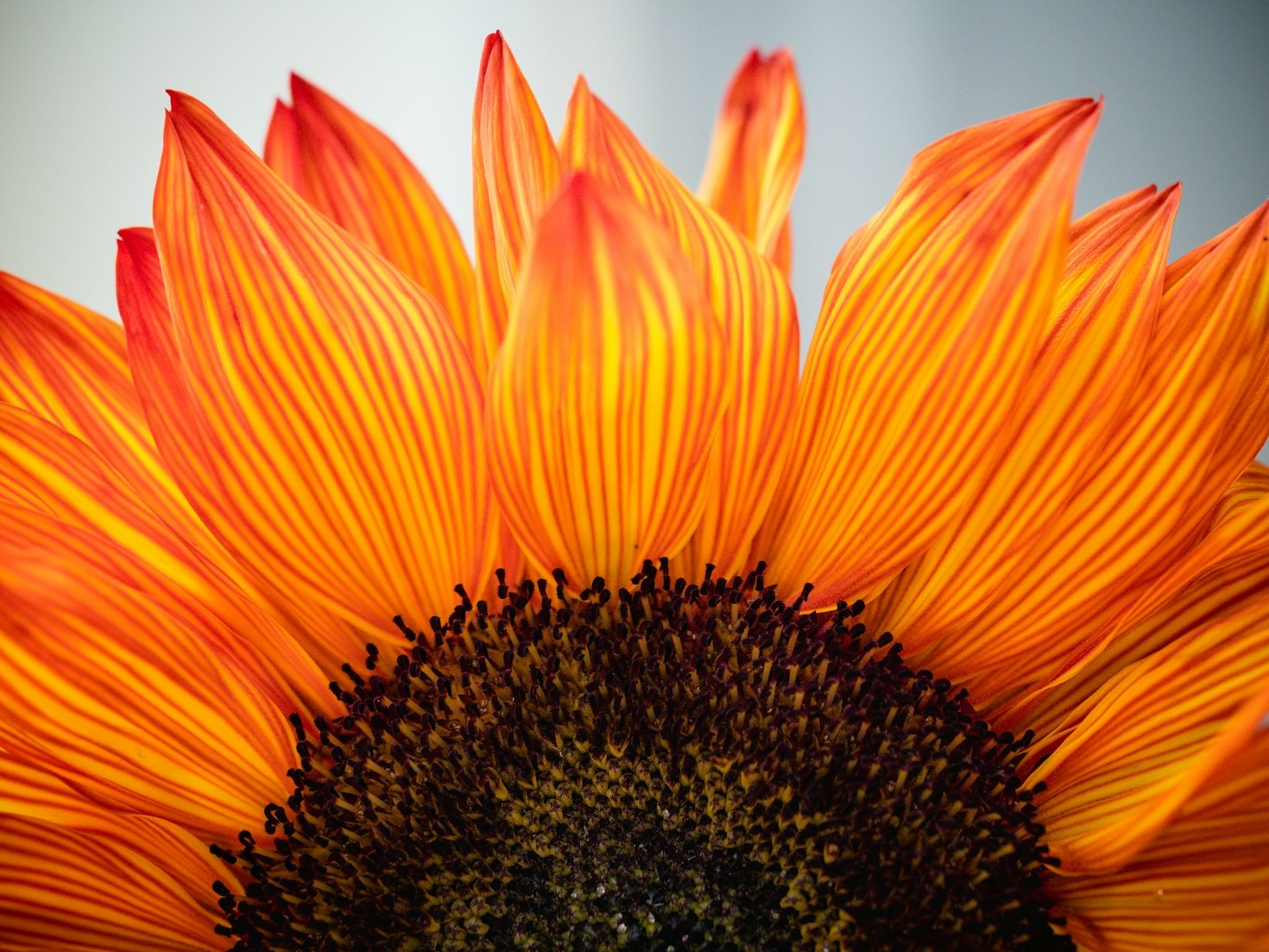 Community Impact of Embracing Organic Farming
